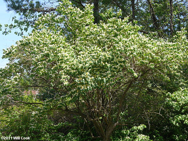 Honeysuckle Bush